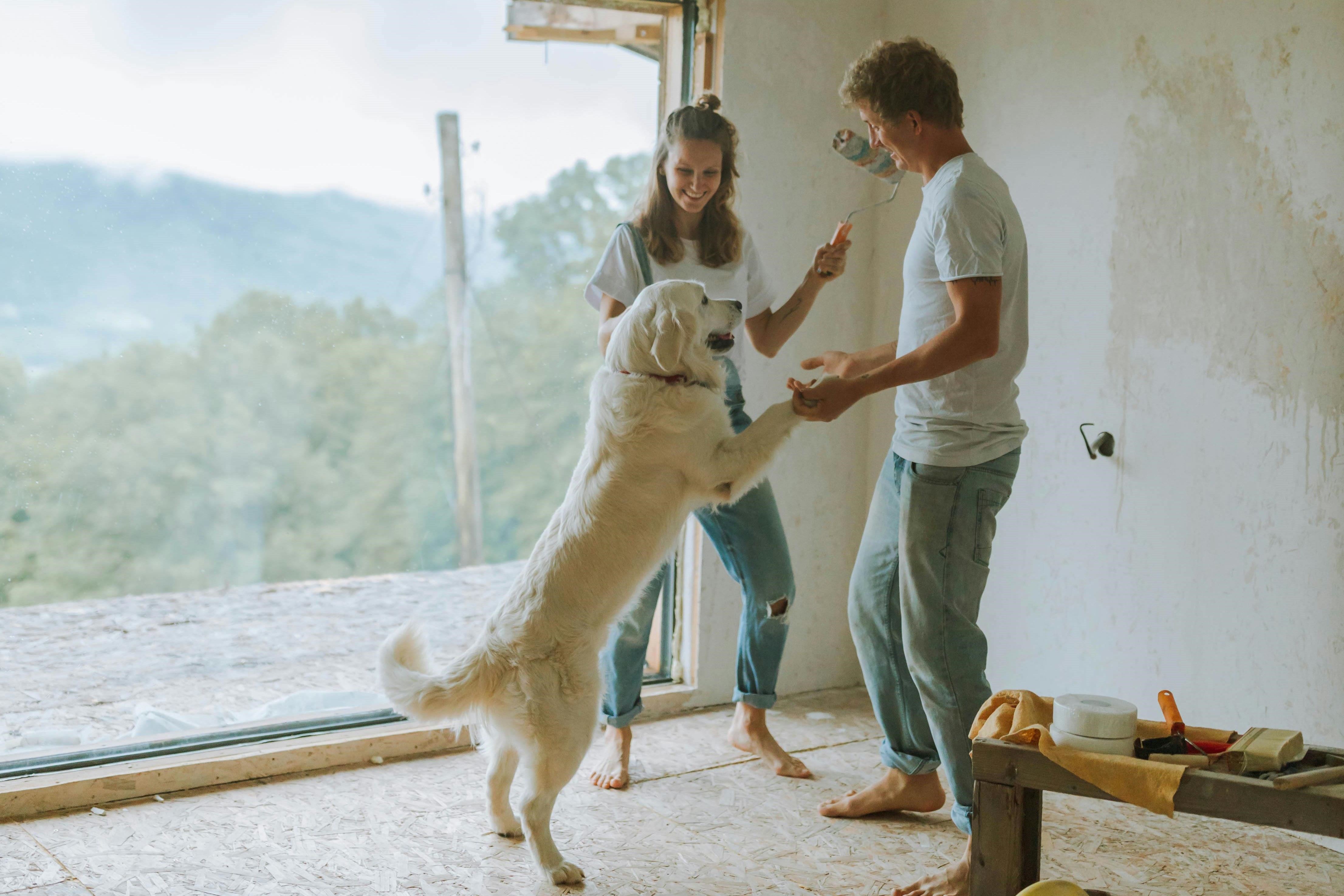 PIA Mann und Frau spielen mit dem Hund und renovieren das Haus